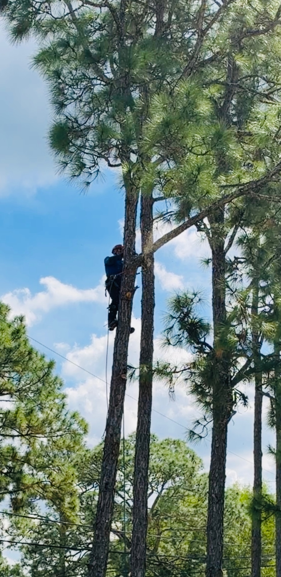 Professional arborist trimming a tall tree with precision equipment